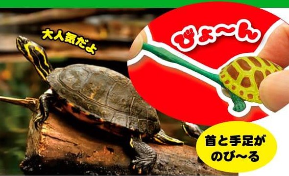伸縮自如的烏龜頭！株式會社共同「伸長烏龜 2」轉蛋 第二彈（のびのびカメさん 2）全八款