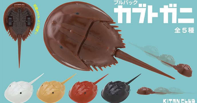 奔跑吧！存活4億年的活化石～奇譚俱樂部 「鱟迴力車」轉蛋（プルバックカブトガニ）全五款