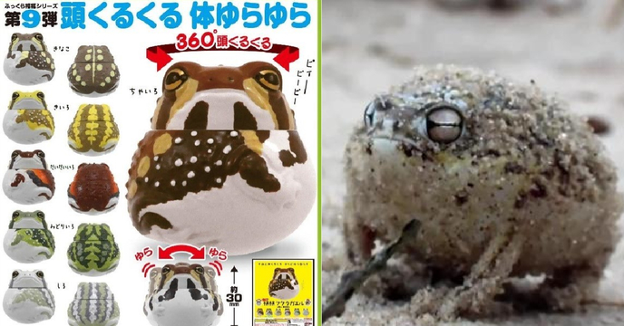 Q萌蕨餅蛙轉蛋化～奇譚俱樂部 《豐滿福氣系列》大好評第9彈 「豐滿福氣短頭蛙」轉蛋（ふっくら福福フクラガエル）全六種