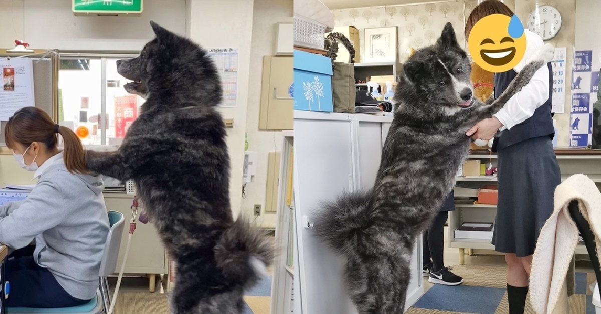 未滿2歲就達40公斤！日本秋田犬會館看板犬專長「按摩」讓網友萌心大發