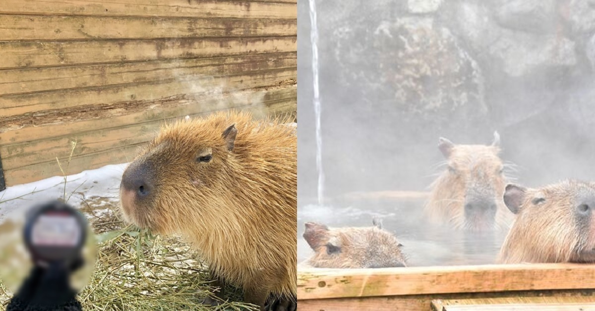 「水豚泡湯泡最久」日本動物園競賽 冠軍居然泡了超過100分鐘！