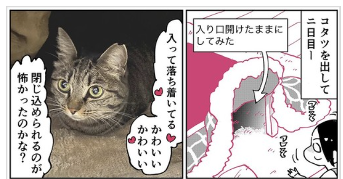 推特收養《三腳貓》漫畫超感動　用愛灌溉受虐待的寵物眾人響應