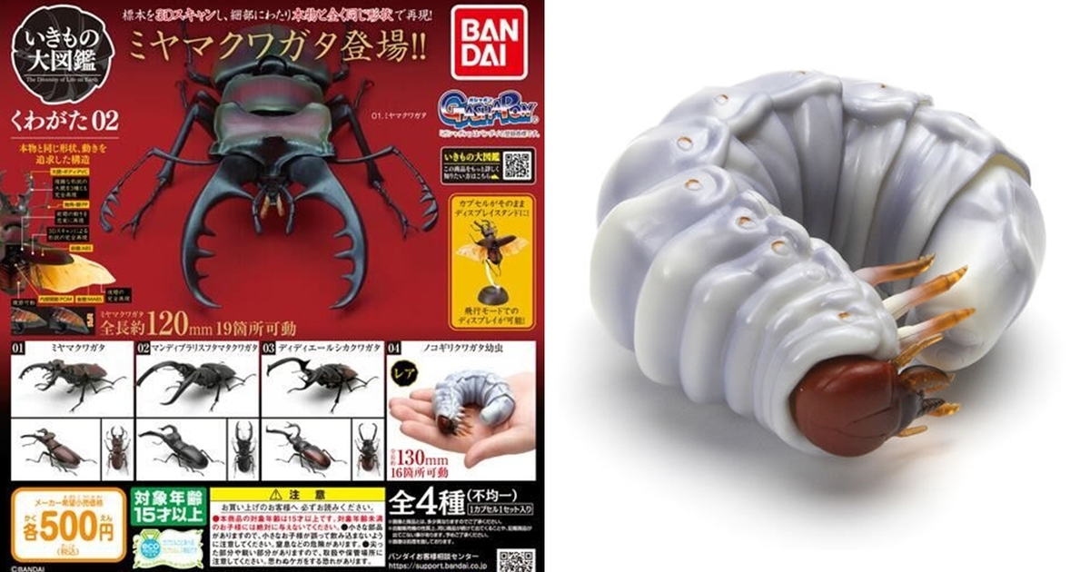 GASHAPON 昆蟲圖鑑 人氣第二彈「鍬形蟲02」超擬真環保扭蛋 幼蟲型態首登場！