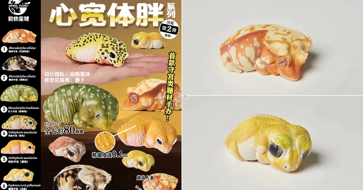 阿嬤養的守宮來啦！動物星球「心寬體胖系列02」第二彈爬寵守宮　