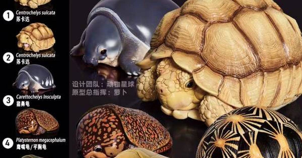 胖到變麵龜！動物星球「心寬體胖系列第三彈」爬寵龜