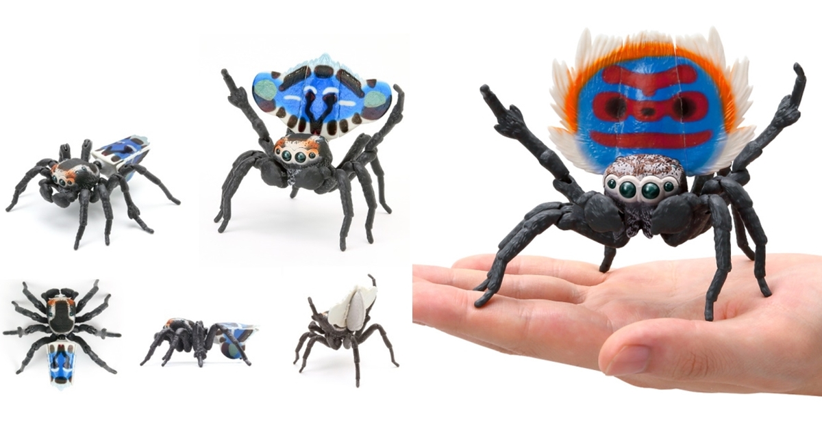 大跳華麗開屏求偶舞～GASHAPON 生物圖鑑「孔雀蜘蛛」擬真環保扭蛋 