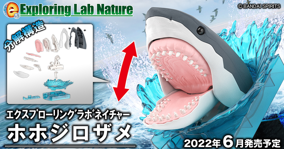 BANDAI SPIRITS「探索實驗室自然 大白鯊」組裝模型 緻密造形再現獨特齒列構造！