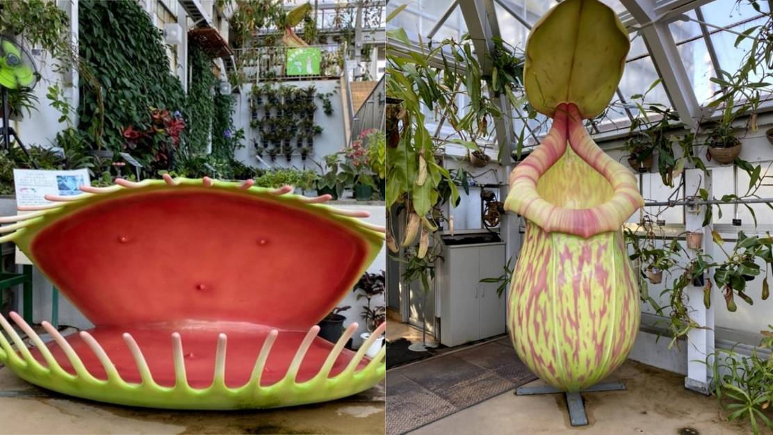 注意！有危險大型食蟲植物！日本廣島市公園設置「大型食蟲植物」擺設引起網友熱議