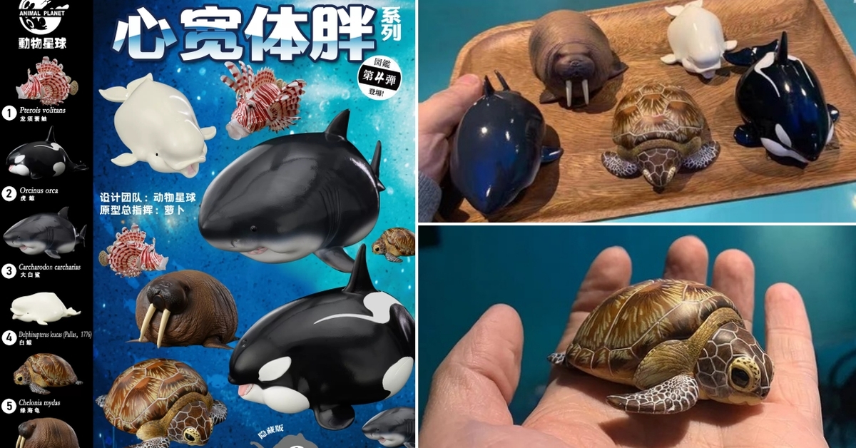 動物星球「心寬體胖系列第四彈 海洋動物篇」超萌的胖胖鯊來囉！