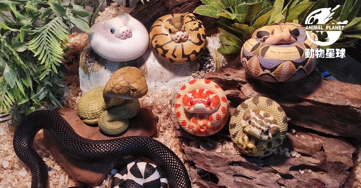 動物星球「心寬體胖系列第五彈 蛇篇」捲成一團的胖胖蟒蛇超療癒
