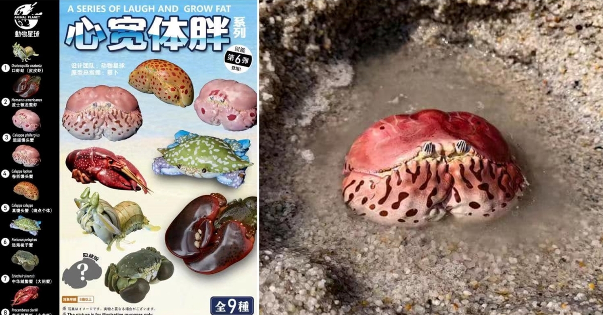 阿嬤連螃蟹都養？動物星球「心寬體胖系列第六彈 甲殼類生物篇」肥美龍蝦、大閘蟹登場！