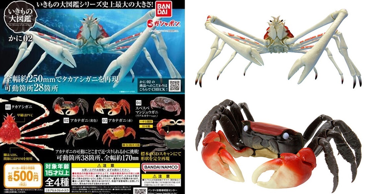 GASHAPON 生物圖鑑「螃蟹02」擬真環保扭蛋 25公分還原世界最大螯蟹！