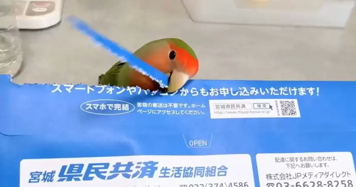 看我的獨門絕活！ 推主超睿智鸚鵡「用嘴拆信封」 網友大讚 : 天才小幫手