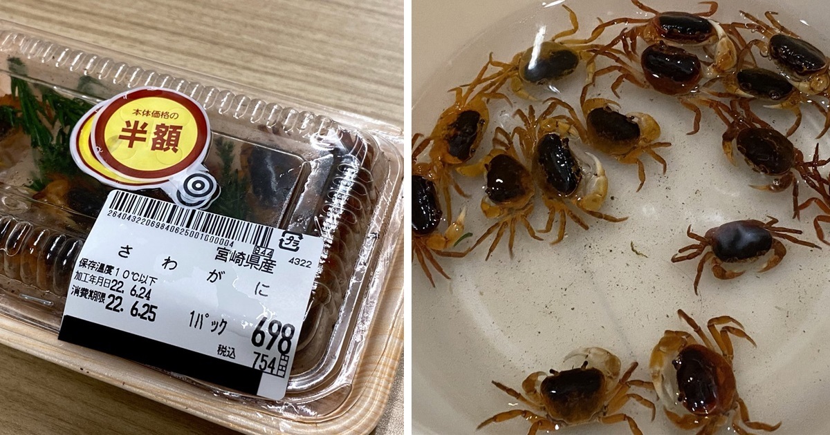 推主在超市買了半價的澤蟹問該怎麼辦 結局180度轉變 網友 : 這些螃蟹得救了！