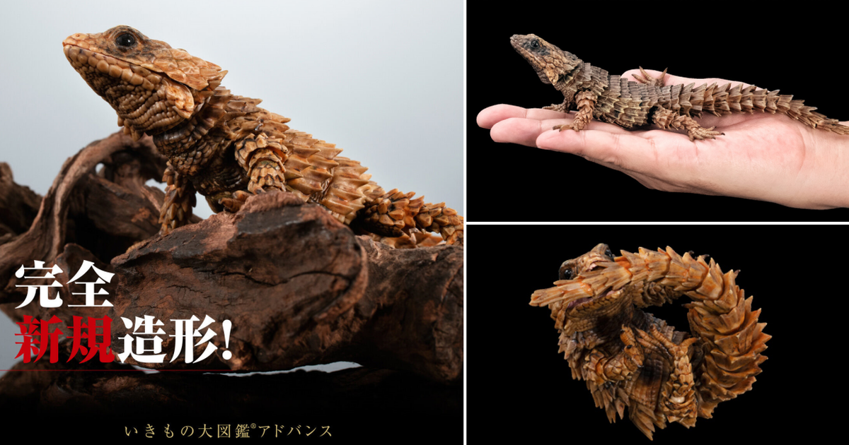 萬代「生物大圖鑑Ultimate 犰狳蜥」線上轉蛋 21公分、完全新規造型重現咬尾防禦狀態！