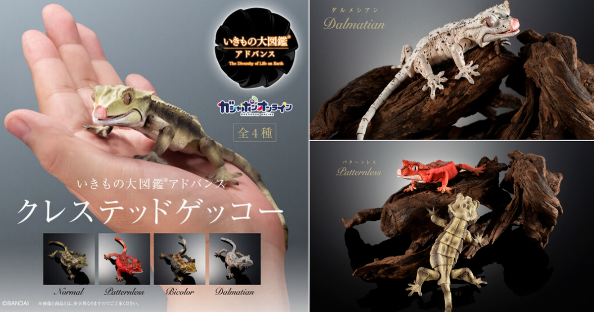 萬代「生物大圖鑑Ultimate 睫角守宮」替換舌頭零件擬真再現舔眼睛的可愛姿態！