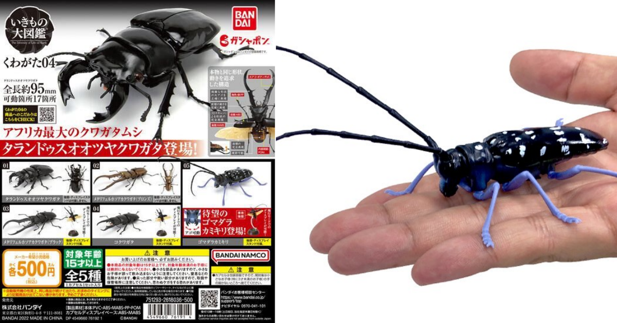 GASHAPON 昆蟲大圖鑑「鍬形蟲04」超擬真環保扭蛋 馬拉白星天牛參戰！