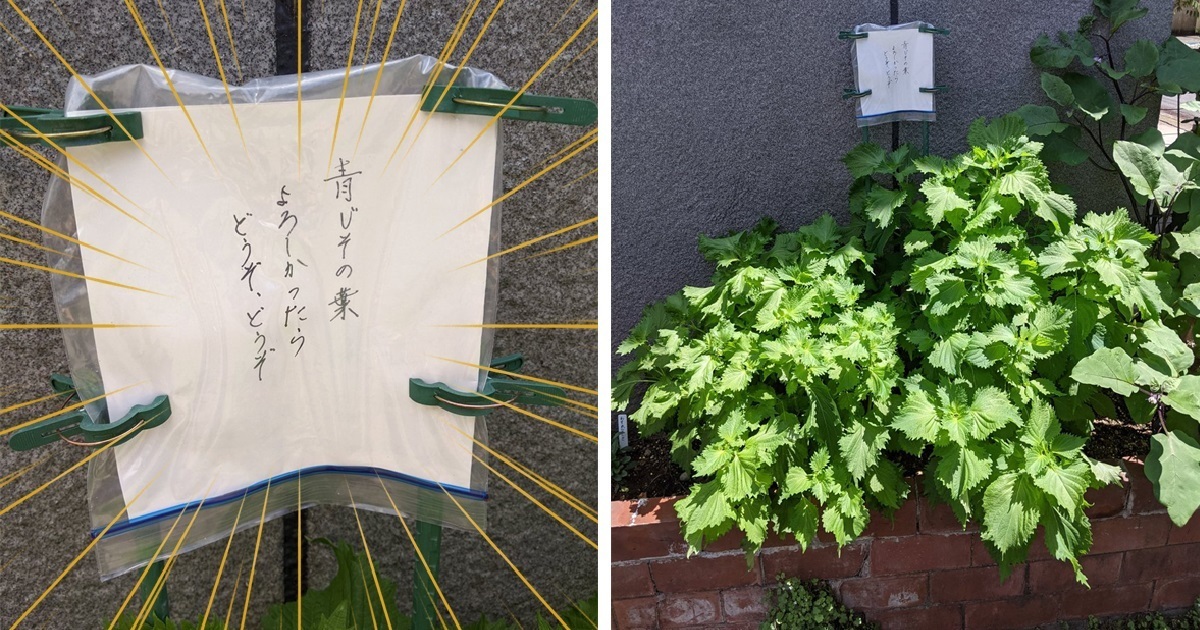 溫心爆錶！ 紫蘇旁告示牌「喜歡歡迎拔走」讓網友大讚 : 這世界還是有溫暖的