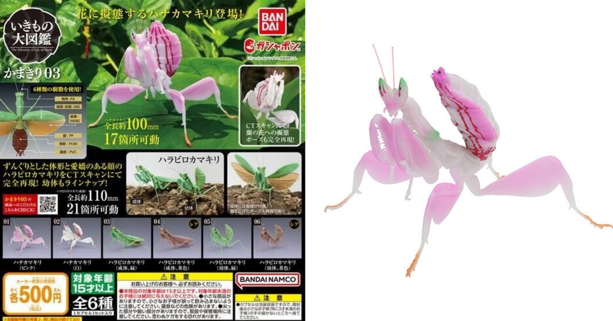 GASHAPON 昆蟲大圖鑑「螳螂03」超擬真環保扭蛋 充滿仙氣的蘭花螳螂登場！