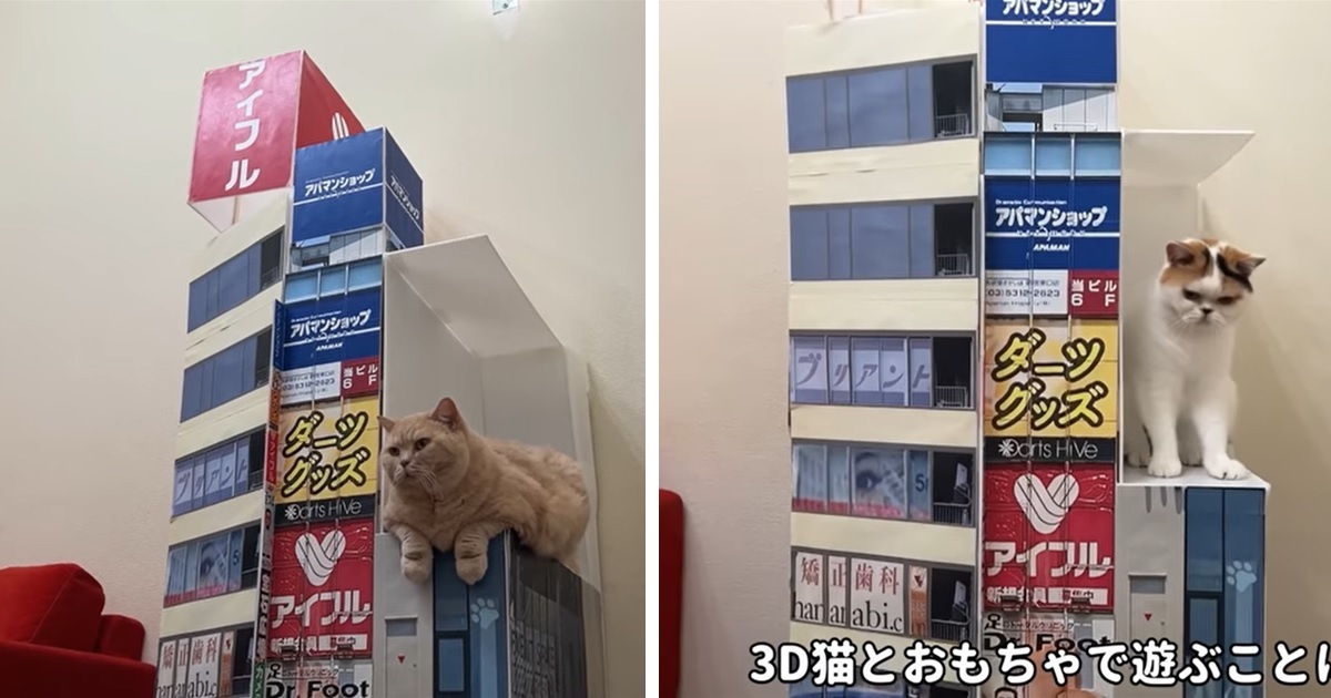 推主巧妙還原「新宿東口巨貓」網友大讚 : 真正的3D貓咪跳出螢幕！