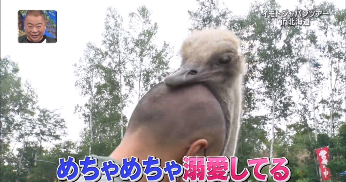 剃光頭就能博得鴕鳥的關愛？ 網友揶揄 : 原來當作鴕鳥蛋了阿 