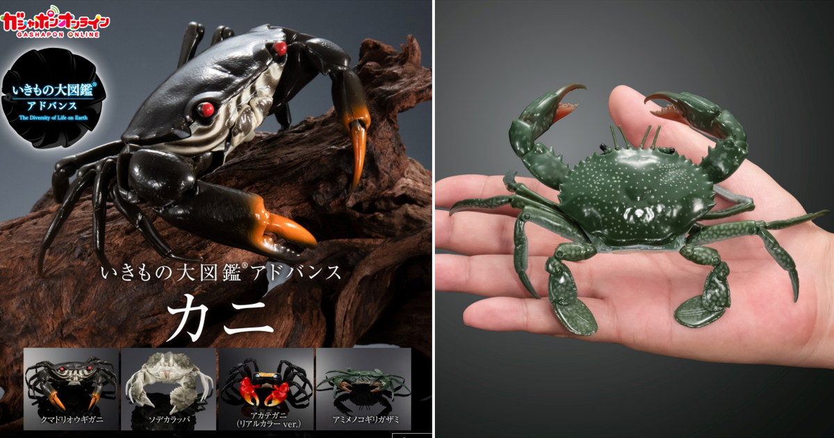 萬代「生物大圖鑑Ultimate 螃蟹」轉蛋 逼真光澤塗裝、30處可動再現肝葉饅頭蟹、紅螯螳臂蟹！