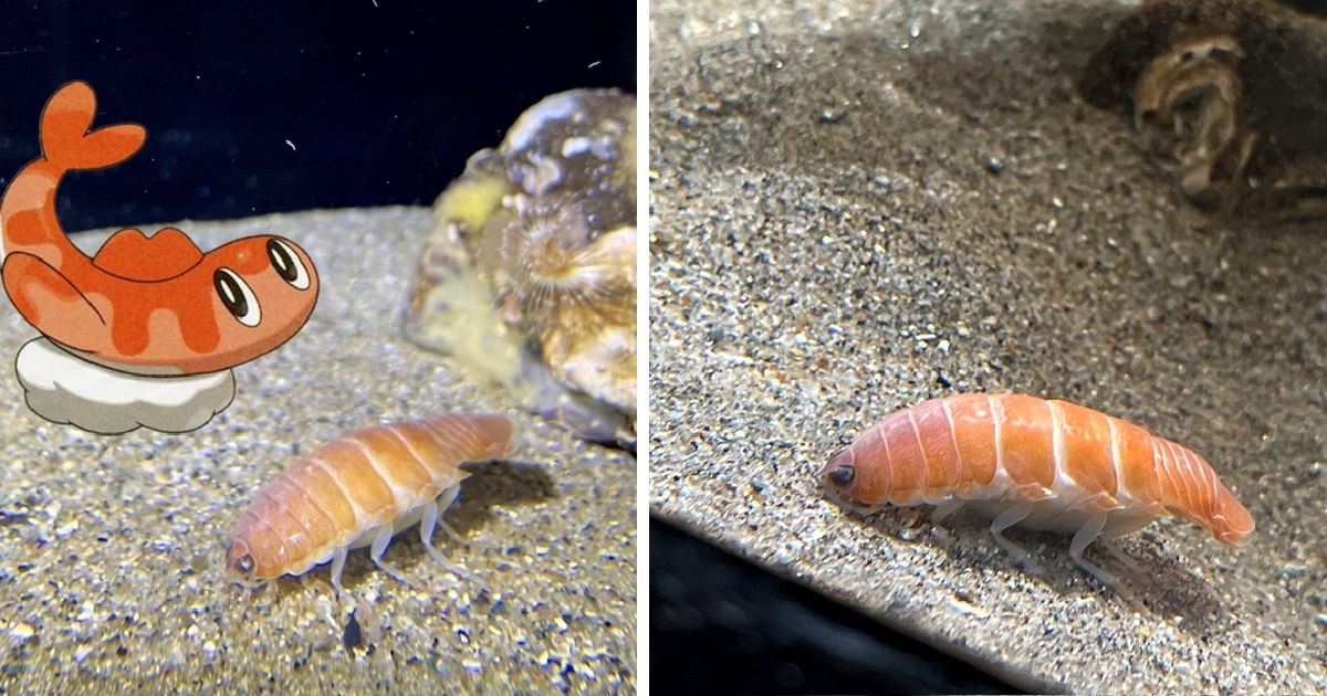 神似握壽司的《寶可夢 朱／紫》米立龍現實中真的有？ 日網友找到「鮭魚壽司」生物
