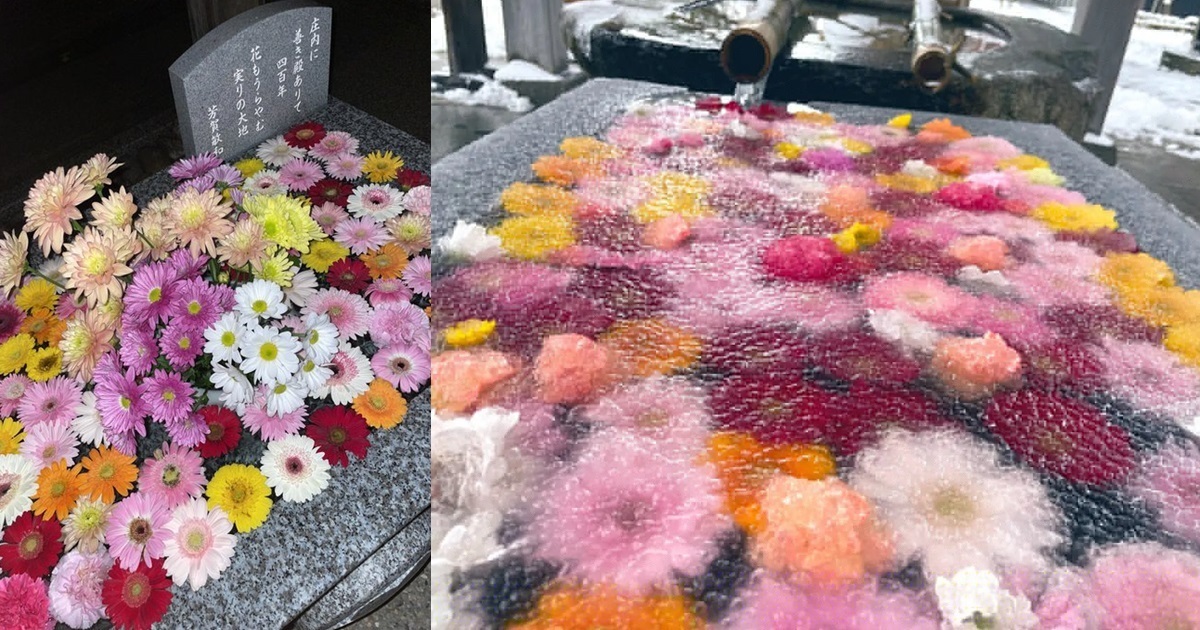 自然的傑作之美！ 山形莊內神社因嚴寒出現「結凍花」美不勝收景色讓網友想朝聖