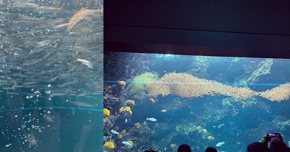 《寶可夢》的弱丁魚現身？ 推主驚見水族館小魚聚集成「巨大魚群」讓人感動