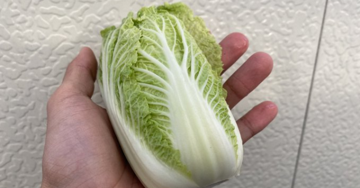 這可不是食物模型！推主分享「弄錯種植季節的白菜」，原來可以這麼小這麼可愛