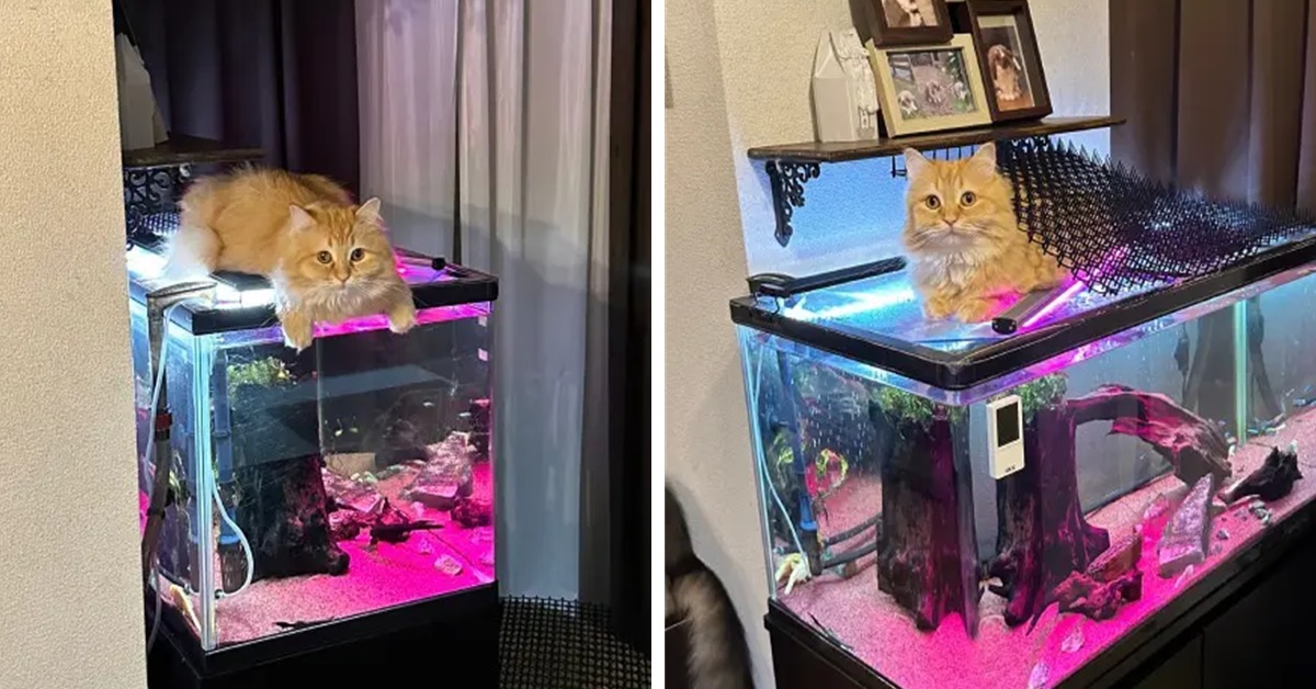 推主家貓皇獨愛「水族箱」當貓窩   迷人的趴姿萌翻網友 : 太可愛了！