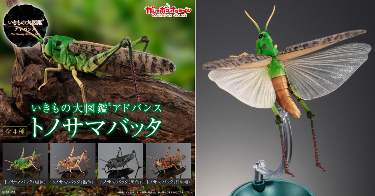 萬代「生物大圖鑑Ultimate 飛蝗」線上轉蛋 展翅狀態、彈跳力驚人的後腿逼真再現！
