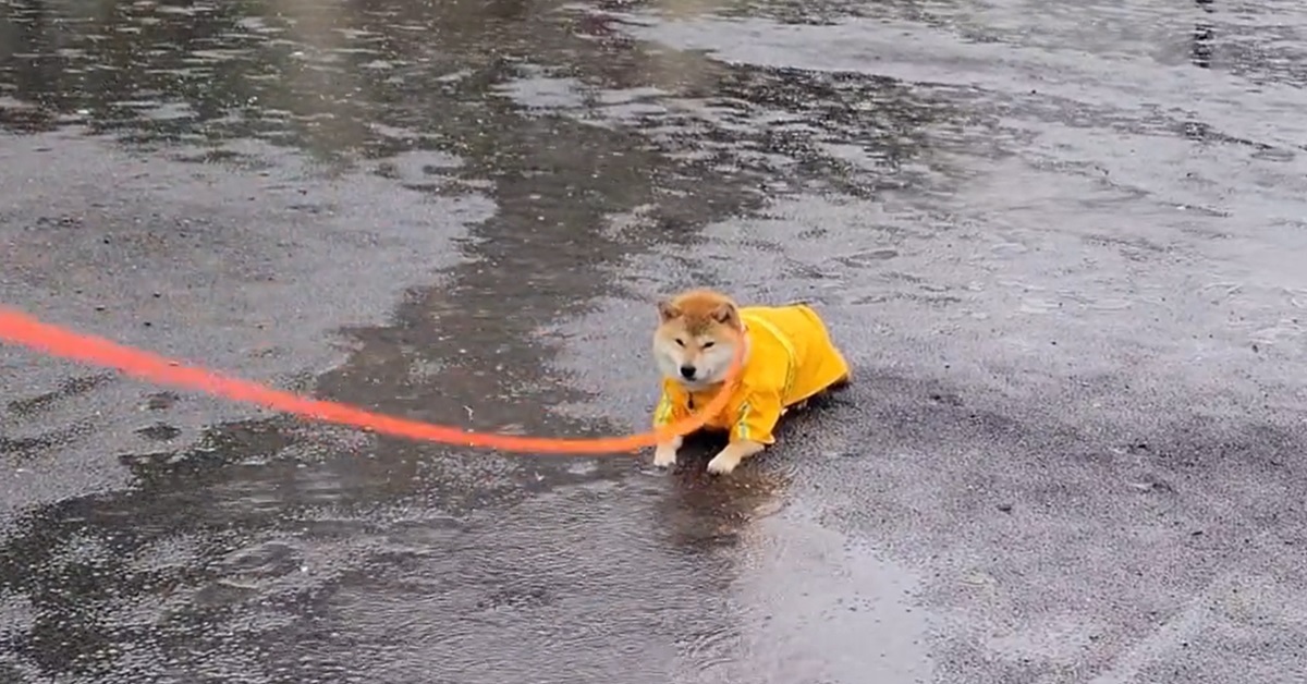 下雨天還是要任性！ 「下雨拒絕回家的柴犬」在推特爆紅網友喊 : 太可愛啦