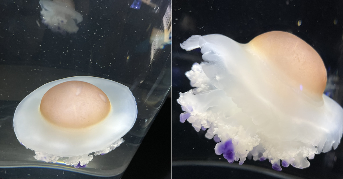 這個不能吃！外貌像是荷包蛋的水母引起網友關注　其實在日本某一水族館也能觀賞得到