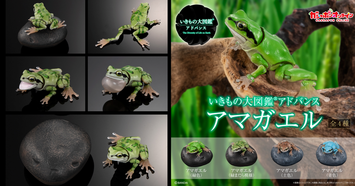 萬代「生物大圖鑑Ultimate 日本雨蛙」線上轉蛋 腹部磁鐵、鳴囊零件再現各種狀態！