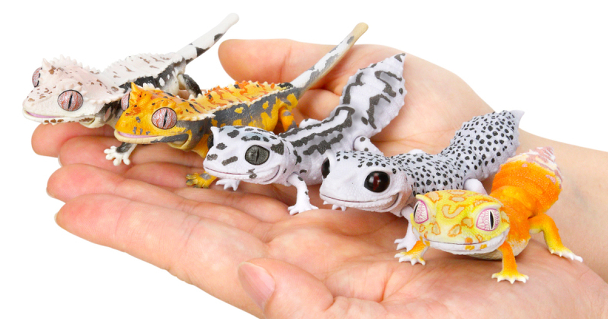 萬代GASHAPON「生物大圖鑑Repti BEST 豹紋守宮與睫角守宮」轉蛋 人氣萌寵再登場～