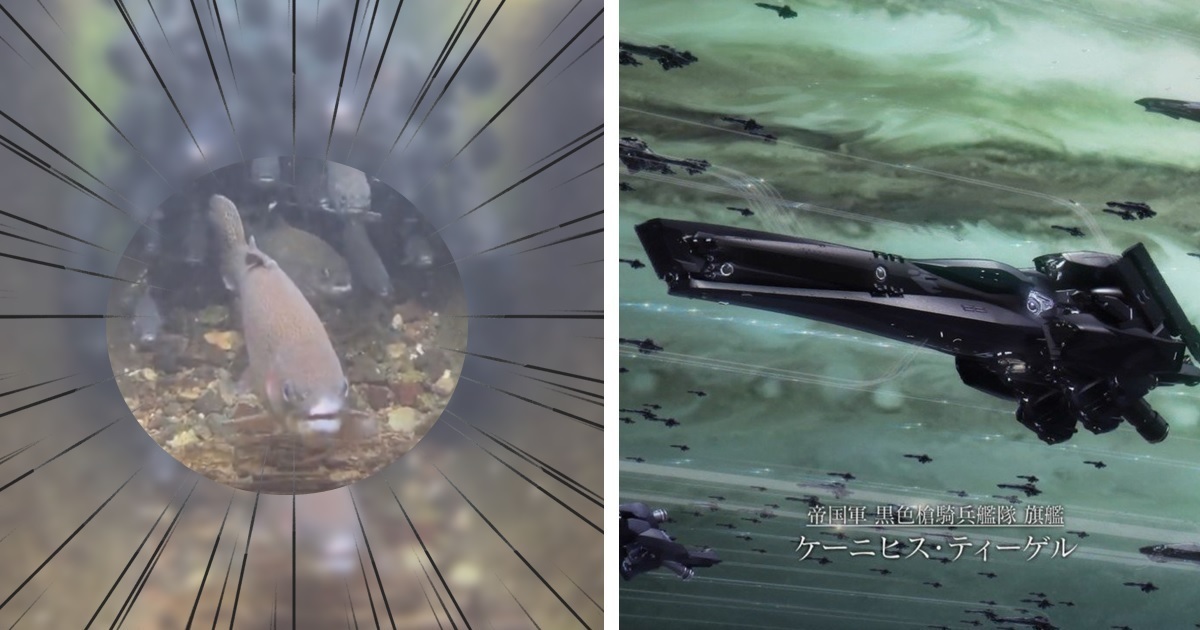 看似平靜的水道裡鏡頭探入居然發現「魚群艦隊」！ 誇張景象震撼網友