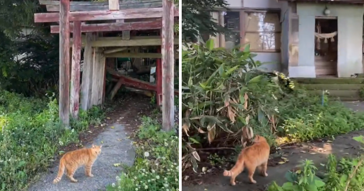 「跟我來吧！」探索神社廢墟遇見嚮導貓咪，難道是遊戲裡新手教程的角色嗎？