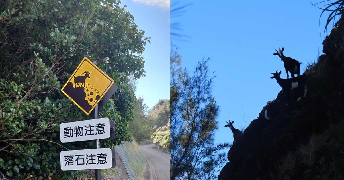 不是開玩笑！日本小笠原群島「注意山羊」告示牌讓人驚呼 : 看來羊會踢石頭狙擊人類...
