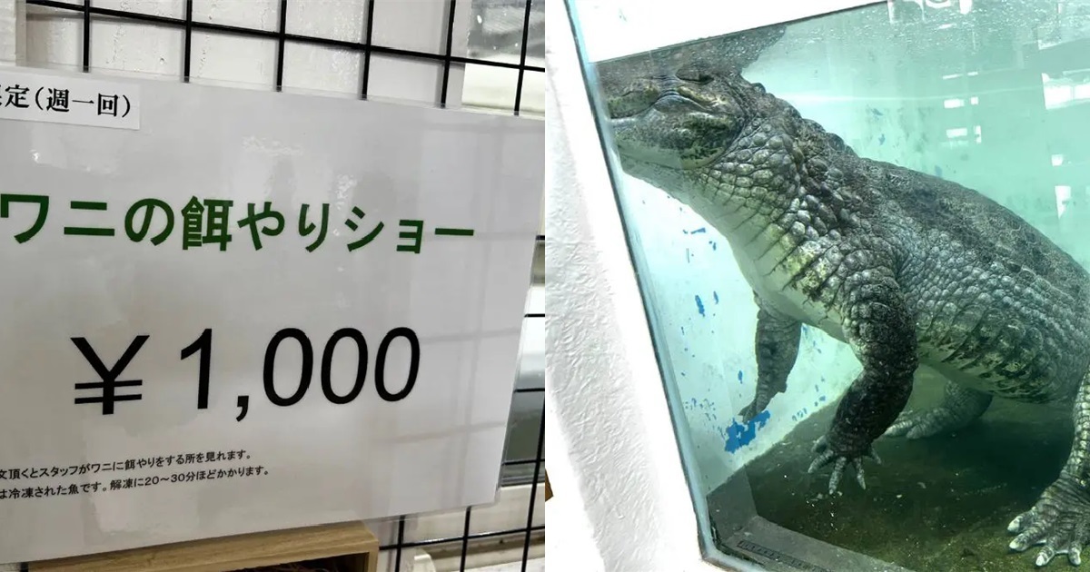 因為鱷魚胖了...埼玉縣深谷爬行動物館「鱷魚餵食秀」改一周一次 粉絲讚 : 健康長胖胖！