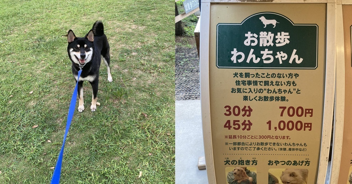 日本「租借遛狗」體驗  推主租柴犬結果成為「拒否柴」一動也不動 網友笑翻 : 柴柴日常！