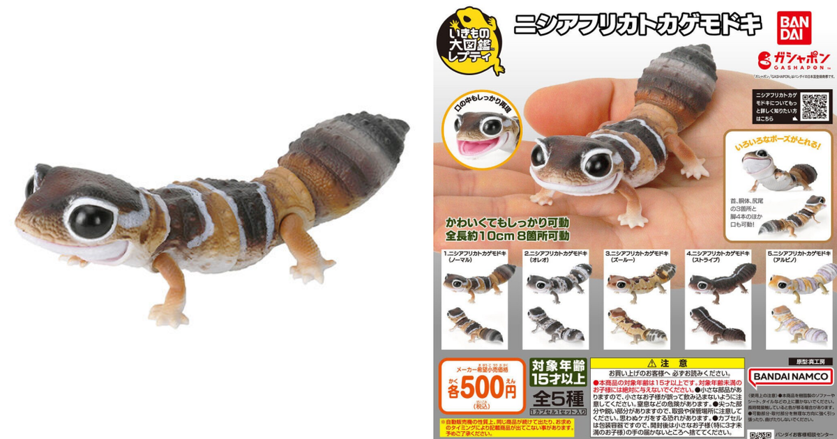 萬代GASHAPON『生物大圖鑑Repti 肥尾守宮』轉蛋 還原可愛的大眼和短肥四肢！