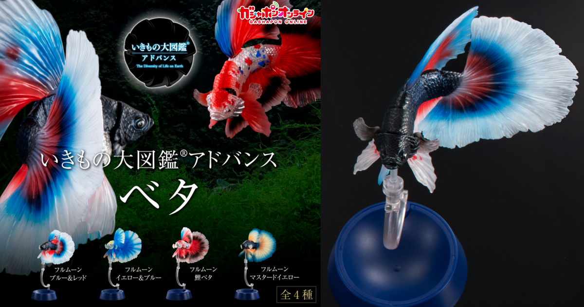 萬代『生物大圖鑑Ultimate 鬥魚』可動轉蛋 逼真再現豔麗色彩、優雅美麗的尾鰭