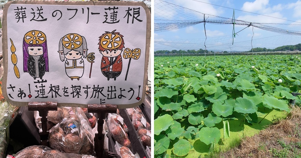 日超市自繪「葬送的芙莉『蓮藕』」讓網友爆笑  揶揄 : 阿烏拉，去挖蓮藕吧！