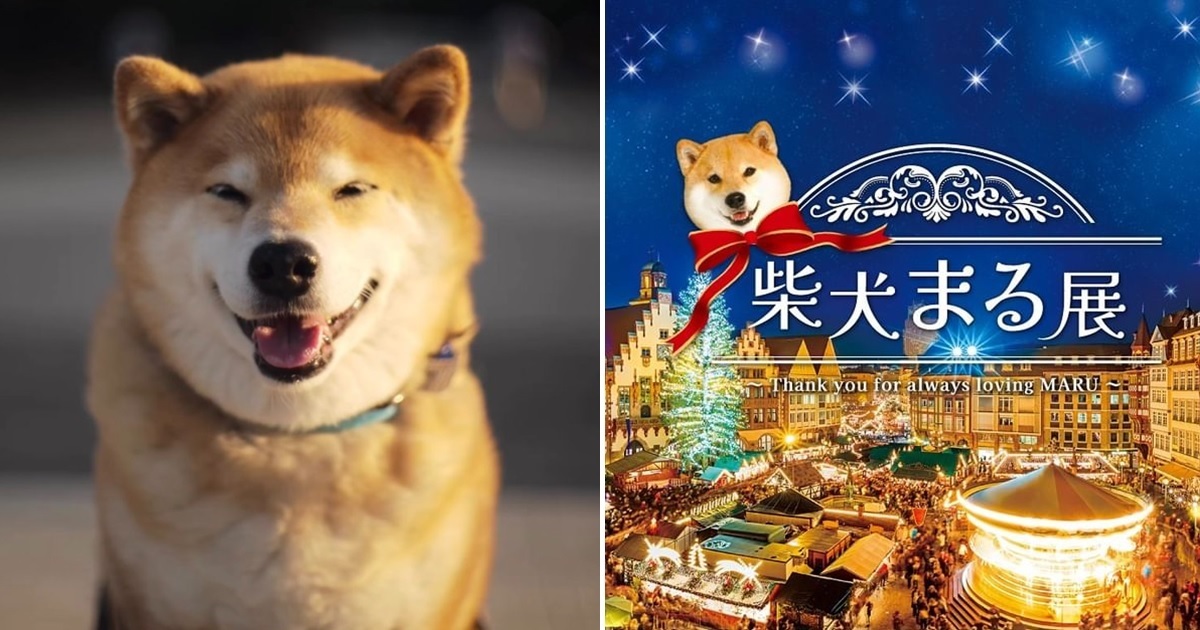 日動物網紅「柴犬MARU」16歲離世  網友粉絲替其哀悼感謝牠所帶來的歡笑
