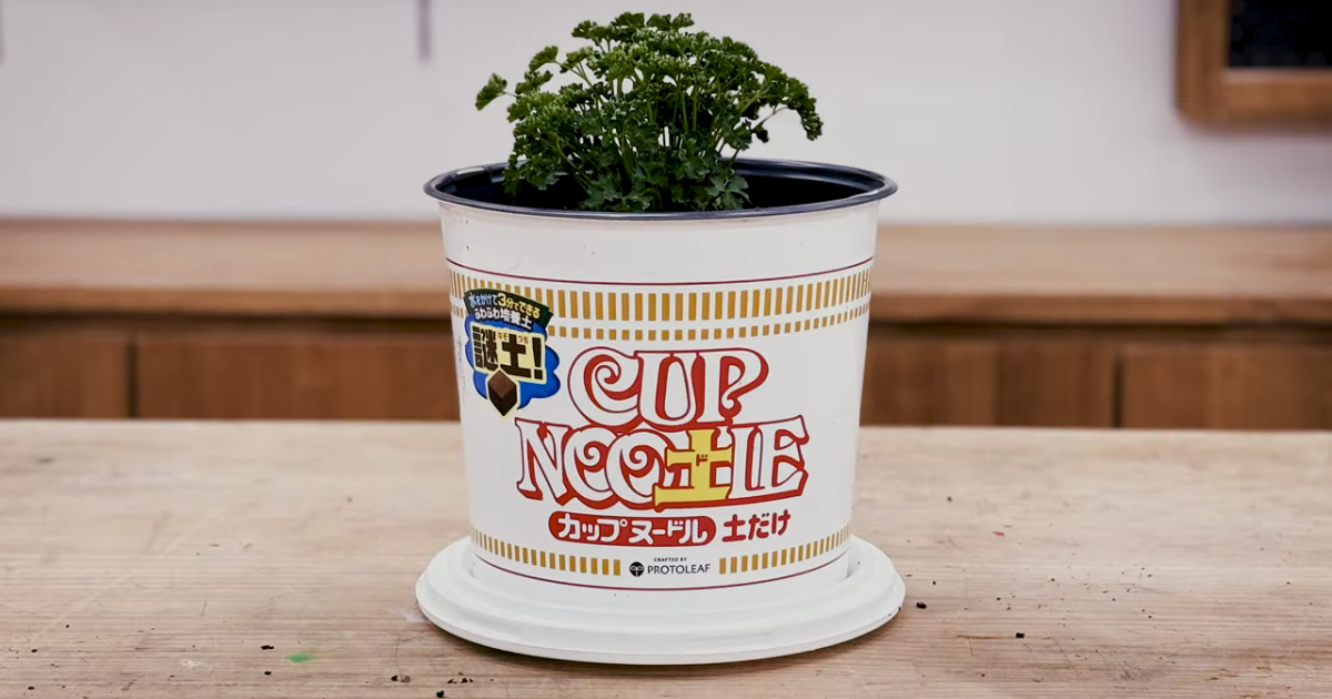 台灣會種泡麵盆栽　日本「日清食品」也與「ProtoLeaf」合作推出更精緻的「杯麵盆栽」