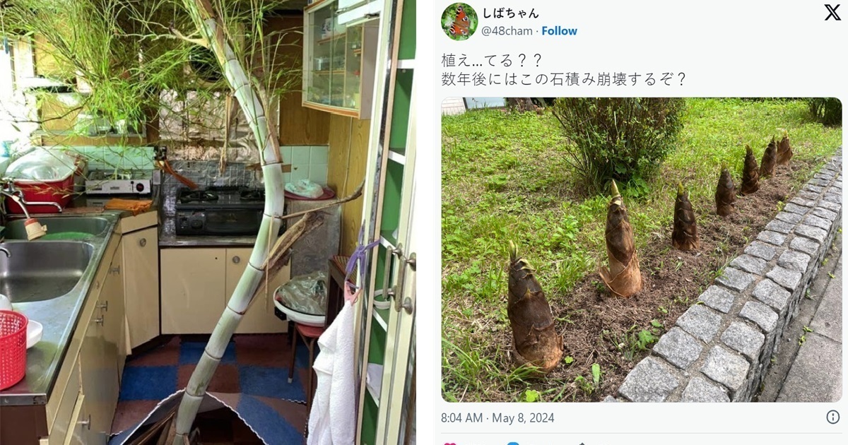 推主見他人家中庭圓種植「竹筍」 感到困惑 : 這麼小看竹子的破壞力嗎... ?