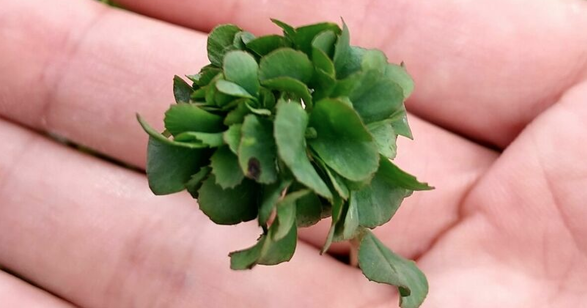 栃木縣大叔種出「63葉幸運草」！誇張葉片數獲金氏世界紀錄認證