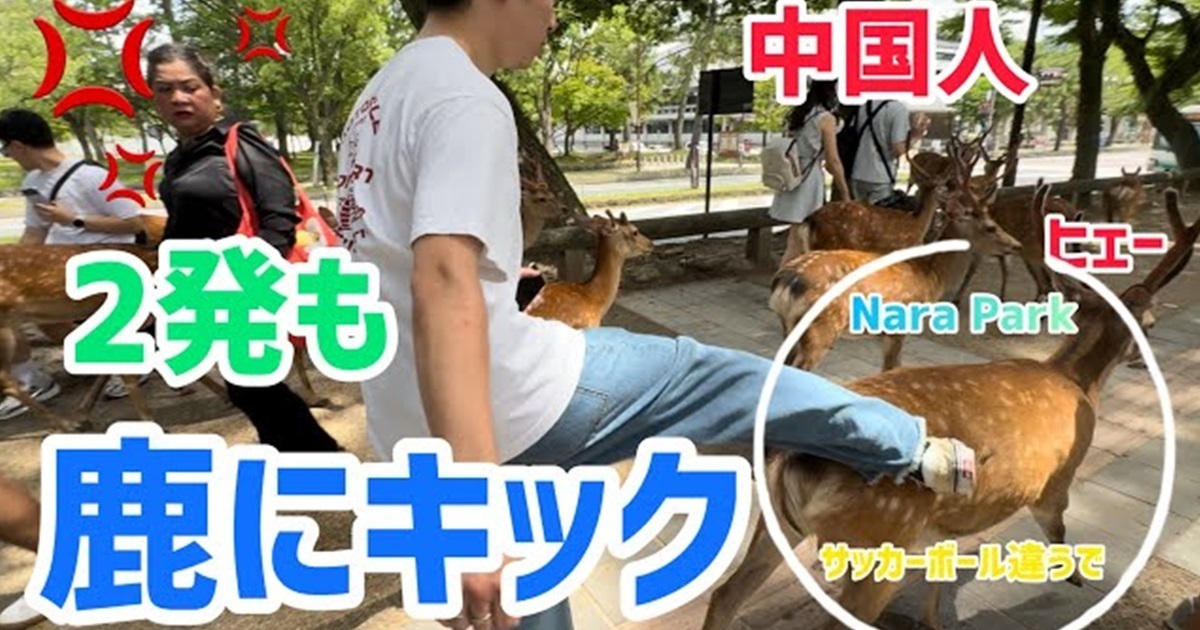 奈良公園驚見陸客「踹鹿還賞巴掌」 日本網友氣炸 : 逮捕他並別再來日本了！