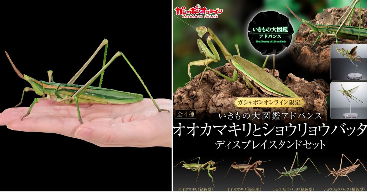 萬代『生物大圖鑑Ultimate 枯葉大刀螳＆中華劍角蝗 展示架套組』轉蛋 放大兩倍的份量尺寸逼真還原！